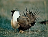 Bird Versus Wind Turbines by New York Times