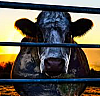 Cowspiracy: The Sustainability Secret by Kip Anderson